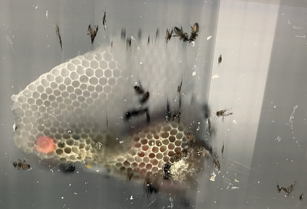 Richard & Aganetha Dyck: Hive Scan, 2001-2003 (detail)